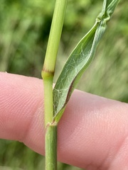Setaria parviflora