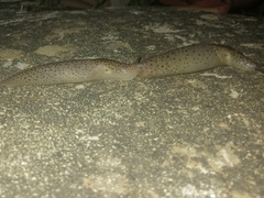 Limax conemenosi