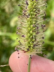 Setaria parviflora