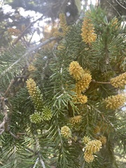 Chrysomyxa arctostaphyli