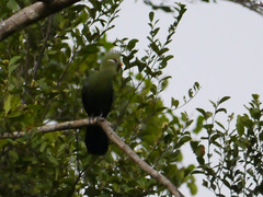 Tauraco macrorhynchus