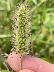 Setaria parviflora