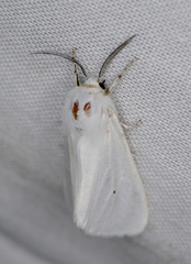 Spilosoma