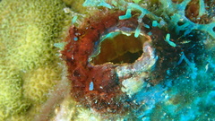 Polycarpa spongiabilis