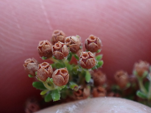 Image of Whiteshield Heath (Erica leucopelta) by (c) Ren Hoekstra, some rights reserved (CC BY)