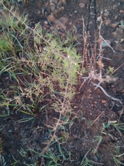 Asparagus suaveolens