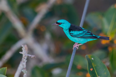 Dacnis cayana