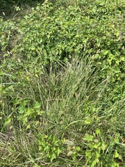 Setaria parviflora