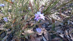 Philotheca nodiflora