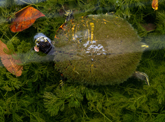 Trachemys scripta scripta