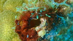 Polycarpa spongiabilis