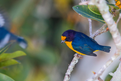 Euphonia violacea