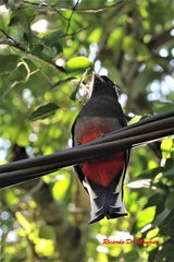 Trogon surrucura