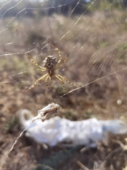 Argiope lobata