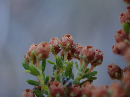 Image of Whiteshield Heath (Erica leucopelta) by (c) Ren Hoekstra, some rights reserved (CC BY)