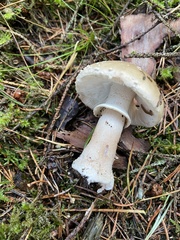 Amanita pantherina