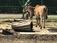 Tragelaphus