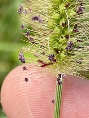 Setaria parviflora