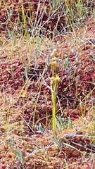 Scheuchzeria palustris