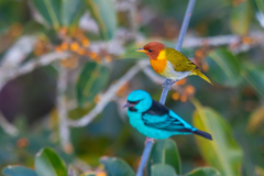 Hemithraupis ruficapilla