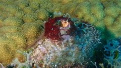 Polycarpa spongiabilis