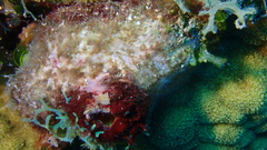 Polycarpa spongiabilis