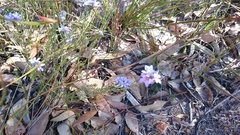 Philotheca nodiflora