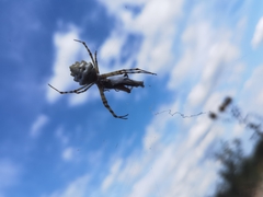 Argiope lobata