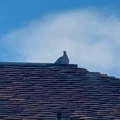 Columba palumbus