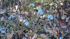 Philotheca nodiflora