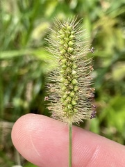 Setaria parviflora