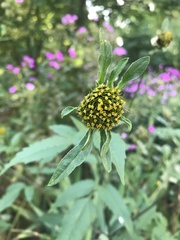 Bidens vulgata