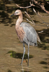 Egretta rufescens
