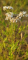 Achillea salicifolia