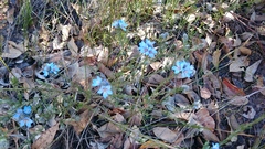 Philotheca nodiflora