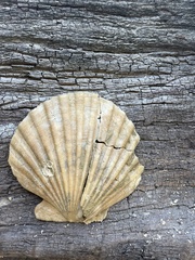 Argopecten irradians