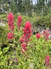 Castilleja miniata