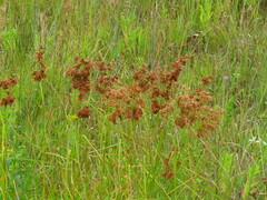 Juncus marginatus