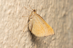 Scotopteryx chenopodiata