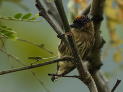 Picumnus olivaceus