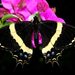 Papilionidae - Photo (c) Ale Türkmen,  זכויות יוצרים חלקיות (CC BY-NC-SA), הועלה על ידי Ale Türkmen