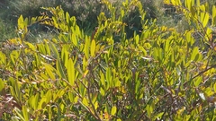 Vaccinioideae