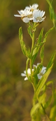 Achillea salicifolia