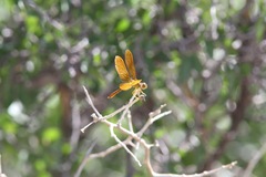 Perithemis intensa