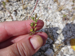 Trichostema brachiatum