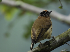Picumnus olivaceus
