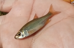 Petroleuciscus borysthenicus