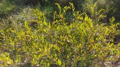 Vaccinioideae