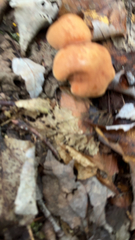 Lactifluus hygrophoroides