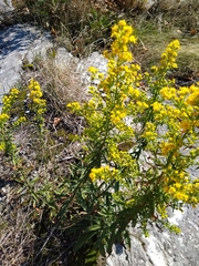 Solidago puberula